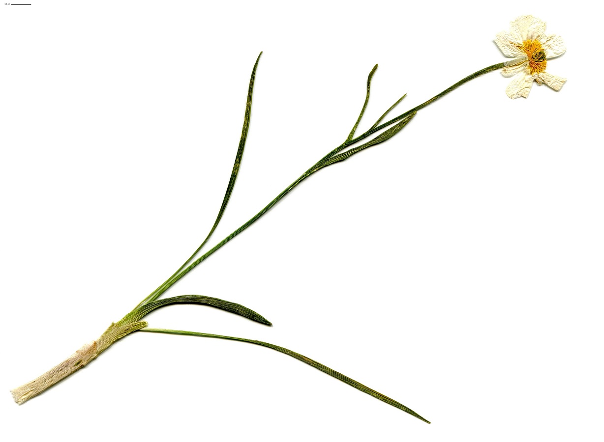 Ranunculus pyrenaeus (Ranunculaceae)